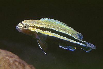 Melanochromis auratus 'Maleri Island'